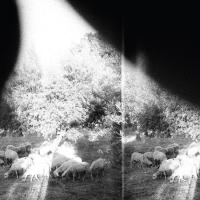 Asunder, sweet and other distress / Godspeed You! Black Emperor, ens. instr. | Godspeed You Black Emperor!. Musicien. Ens. instr.